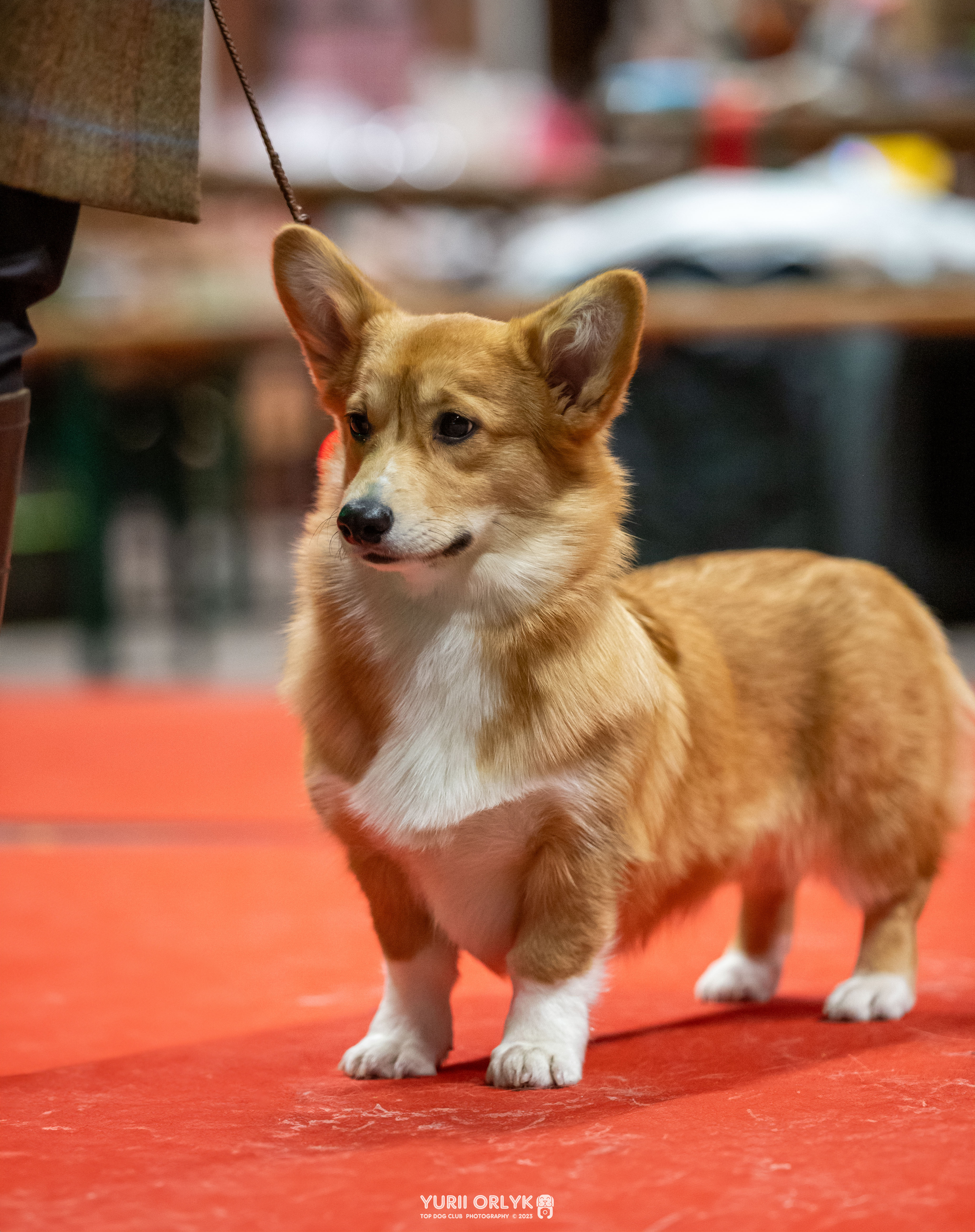 "FOXY" Venceremos BOB o' the Palatinate Pixies; DM free, vWD free, fluffy carrier, natural bob tail